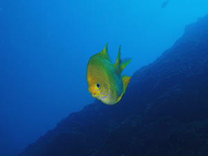 dive0628-5.jpg