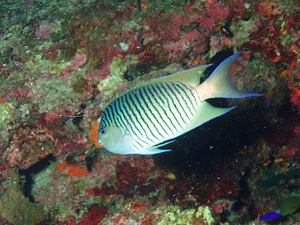 dive0628-7.jpg