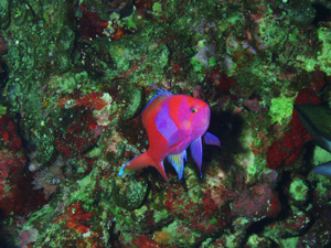 dive0628-8.jpg