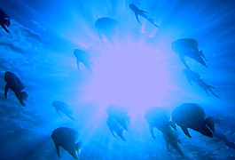 ツバメウオの群れ