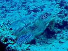 沖縄ダイビングで出会える生物達の画像