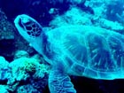 沖縄ダイビングで出会える生物達の画像