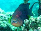 沖縄ダイビングで出会える生物達の画像