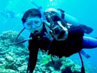 沖縄ダイビングで出会える生物達の画像