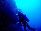 沖縄ダイビングで出会える生物達の画像