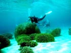 沖縄ダイビングで出会える生物達の画像