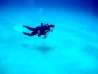 沖縄ダイビングで出会える生物達の画像