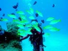 沖縄ダイビングで出会える生物達の画像