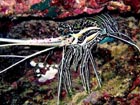 沖縄ダイビングで出会える生物達の画像