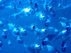 沖縄ダイビングで出会える生物達の画像