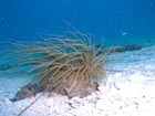沖縄ダイビングで出会える生物達の画像