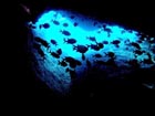 沖縄ダイビングで出会える生物達の画像