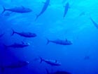 沖縄ダイビングで出会える生物達の画像