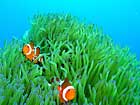沖縄ダイビングで出会える生物達の画像