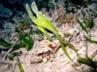 沖縄ダイビングで出会える生物達の画像