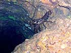 沖縄ダイビングで出会える生物達の画像