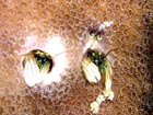 沖縄ダイビングで出会える生物達の画像