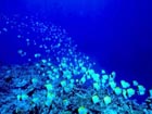沖縄ダイビングで出会える生物達の画像