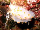 沖縄ダイビングで出会える生物達の画像