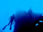 沖縄ダイビングで出会える生物達の画像