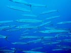 沖縄ダイビングで出会える生物達の画像