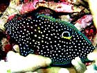 沖縄ダイビングで出会える生物達の画像