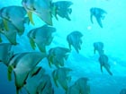 沖縄ダイビングで出会える生物達の画像