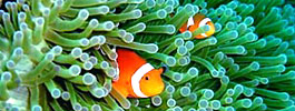 ダイビングで海の世界をのぞいてみれば、色々な生物に出会えますよ