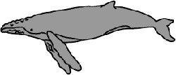 沖縄でホエールウォッチング画像