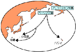 沖縄でホエールウォッチング画像
