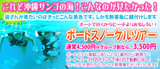 スノーケルツアー　熱帯魚と遊ぼう！餌付けができる