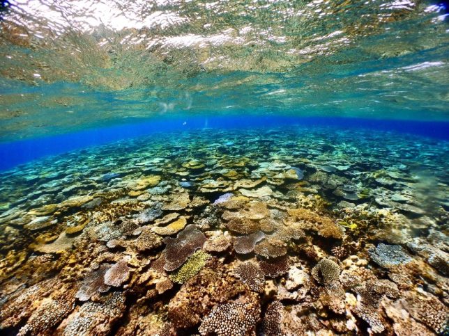 送料無料（沖縄配送） ❗️夏 珍品 平珊瑚❗️ 海からの自然の 贈り物